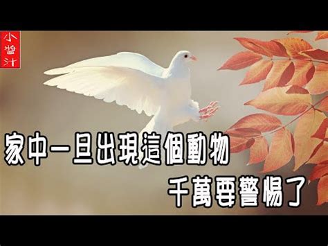 小鳥死在家門口|鳥死在家門口的風水徵兆 替人擋災仍需當心